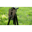 Bushnell Forge 15x56mm Roof Prism Binoculars, Terrain, BF1556T