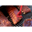 Camp Chef Tool Set BBQ, SPTSET