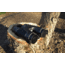 Carson Binocular Sunshades, Black BX-42