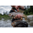 Cheeky Fishing Limitless 325 Fly Reel, Orange/Silver, 2-4 wt, 3.25 in diameter, C-LIM-325-ROS