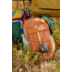 Cotopaxi Clase 28L Daypack