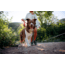 Cotopaxi Del Dia Dog Collar