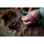 Cotopaxi Del Dia Dog Collar