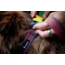 Cotopaxi Del Dia Dog Collar
