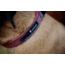 Cotopaxi Del Dia Dog Collar