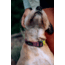 Cotopaxi Del Dia Dog Collar