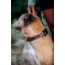 Cotopaxi Del Dia Dog Collar