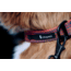 Cotopaxi Del Dia Dog Collar