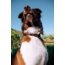 Cotopaxi Del Dia Dog Collar