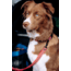 Cotopaxi Del Dia Dog Collar