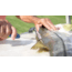 Cuda AquaTuff Fillet Knife with Blade Cover, Blue, 6in, 23045