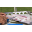 Cuda AquaTuff Fillet Knife with Blade Cover, Blue, 6in, 23045