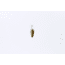 Dardevle Lilft Devle Spoon, 1 1/8in, 1/8oz, Brown Trout, Hammered Brass Back, 1307