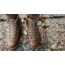 Dolomite 54 La Classica LH Mountaineering Shoes, Ochre Red, 11M/12W, 2629400926018-11M/12W