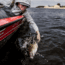 Duckett Fishing Sway Minnow Soft Bait