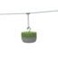 Moonshine Lantern-Green