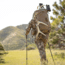 Eberlestock Mainframe Pack, Mossy Oak Brush F1HB