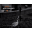Fenix Lighting HL45R Lithium Ion 1000 Lumens Luminus SFT25R LED, OSRAM GR QSSPA1.23 LED Headlamp, Black, HL45RXBK