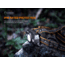 Fenix Lighting HP30R V2.0 Lithium Ion 3000 Lumens XHP50 LED, XP-G3 S4 LED Headlamp, Black, HP30V2BK