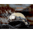 Fenix Lighting HP35R SAR Lithium Ion 4000 Lumens XHP70 LED, Luminus SST20 LED Headlamp, Black, HP35RXSR