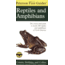 First Guide To Reptiles, Conant, Stebbins, Collins, Publisher - Houghton Mifflin