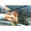 Fitzgerald Fishing Original Series, The Ledge Rod, Black, 7ft10in, TLR710H