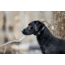 Garmin Delta SE Handheld &amp; Dog Collar Device Bundle, Black, 010-02608-00