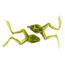 Gitzit Reel Frog 2 Pack + 1 Hook, 80520