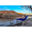 Grand Trunk Ultralight  Starter Hammock, Blue UH-40
