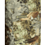 Kings Camo Hunter Pant 2.0 - Mens