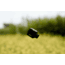 Kite Optics Stabi-One Stabilized Monocular, 10x20mm, Black, K280598