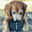 Klymit Dog Bowl, Black / Grey, 12DBSF01B