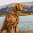 Kuma Outdoor Gear Lazy Bear Dog Harness