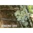LiteFighter Gear Recondo 1 Jungle Hammock System W/ Rain Tarp, Delta Green 499, 104in x 55in, RC1100-OCP