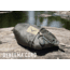 LiteFighter Gear Recondo 1 Jungle Hammock System W/ Rain Tarp, Delta Green 499, 104in x 55in, RC1100-OCP