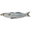 Live Target Mullet Hollow Body Topwater Lure, 6/0 SW Hooks, Floating, Silver, 1/2oz, 4-1/2in, MUH115T716