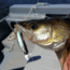 Lunkerhunt Bento Bait Soft Bait, 5, 4.5in, Dace, LHPB401
