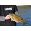 Lunkerhunt Bento Bait Soft Bait, 5, 4.5in, Dace, LHPB401
