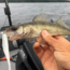 Lunkerhunt Bento Bait Soft Bait, 5, 4.5in, Ghost, LHPB406