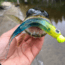 Lunkerhunt Bento Bait Shad, 5, 4.5in, Sassy Shad, LHPB405