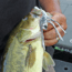 Lunkerhunt Dragonfly Bait Soft Bait, 1, 3in, Skimmer, DRGF05