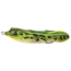 Lunkerhunt Froglet Bait Topwater, 1, 4in, Green Tea, FGLT401
