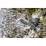 Lunkerhunt Leech Bait Soft Bait, 10, 3in, Black, LEECH301