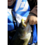 Lunkerhunt Lunker Frog Bait Topwater, 1, 2.25in, Leopard, LF03