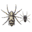 Lunkerhunt Phantom Spider Bait Topwater, 1, 2.25in, Dock, LSPIDER02