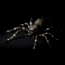 Lunkerhunt Phantom Spider Bait Topwater, 1, 2in, Dock, SPIDER02