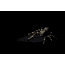 Lunkerhunt Phantom Spider Bait Topwater, 1, 2in, Dock, SPIDER02