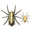 Lunkerhunt Phantom Spider Bait Topwater, 1, 2.25in, Fang, LSPIDER07