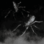 Lunkerhunt Phantom Spider Bait Topwater, 1, 2in, Huntsman, SPIDER08