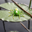 Lunkerhunt Phantom Spider Bait Topwater, 1, 2in, Leaf, SPIDER03